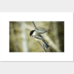 Vintage style photograph of a chickadee Posters and Art